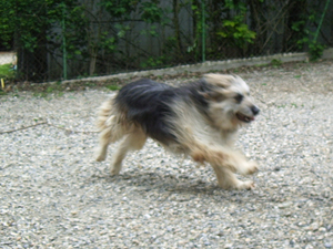 Contacter l'éducateur canin