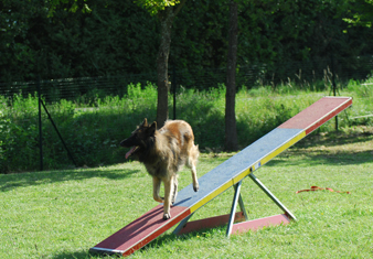 Dressage chiens