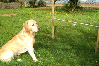 Dressage chiens