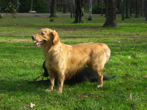 Promenade chien Limoux-Esperaza