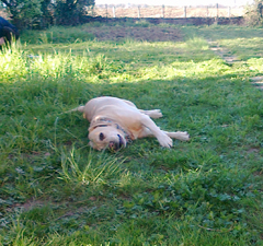 Tarifs pension canine Perpignan