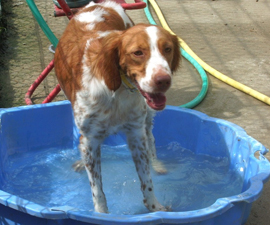 Pension pour chiens  Limoux-Esperaza